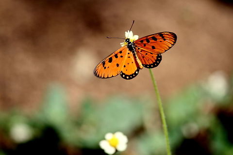 Tawny Coster, Tissamaharama, Sri Lanka  Acraea terpsicore,Animalia,Butterfly,Insects,Tawny Coster,animal,animals,butterflies,insect
