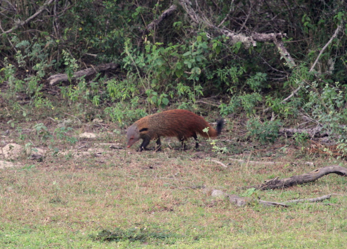 Stripe-necked Mongoose, Yala National Park, Sri Lanka  Animalia,Herpestes vitticollis,Mammalia,Mammals,Stripe-necked mongoose,animal,animals,mammal