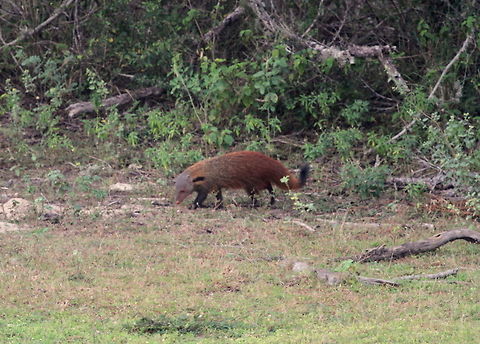 Stripe-necked Mongoose, Yala National Park, Sri Lanka  Animalia,Herpestes vitticollis,Mammalia,Mammals,Stripe-necked mongoose,animal,animals,mammal