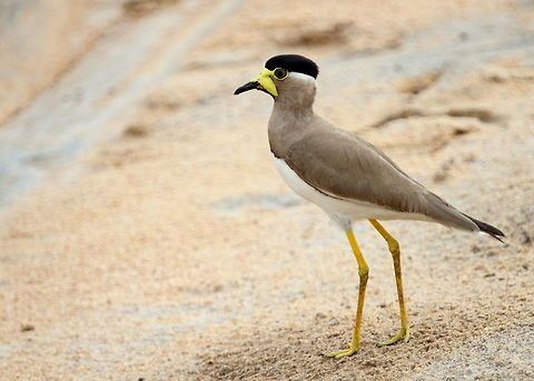 Yellow Wattled Lapwing, Yala National Park, Sri Lanka  Animalia,Aves,Birds,Vanellus malabaricus,Yellow-wattled Lapwing,animal,animals,bird