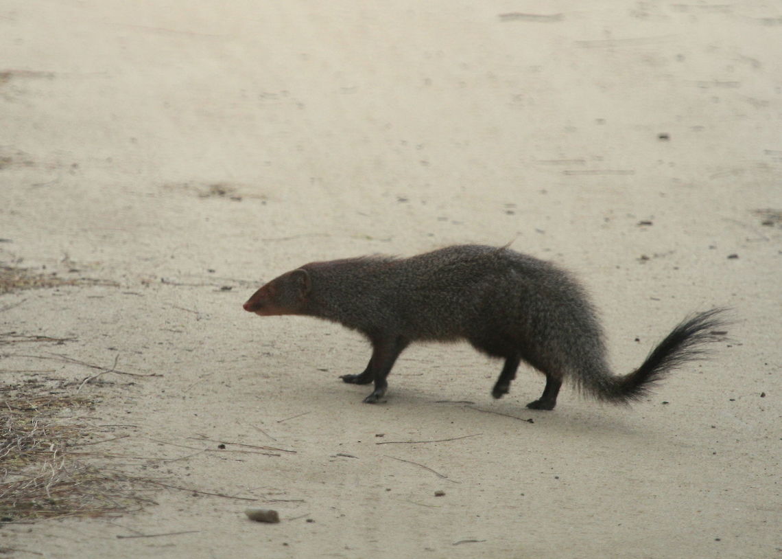 Ruddy Mongoose, Yala National Park, Sri Lanka  Animalia,Herpestes smithii,Mammalia,Mammals,Ruddy Mongoose,animal,animals,mammal