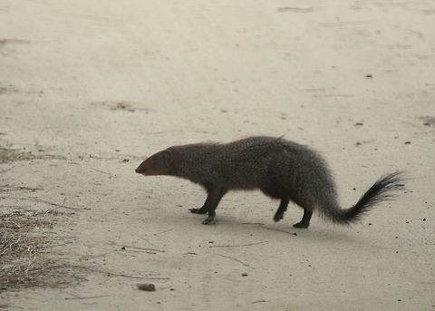 Ruddy Mongoose, Yala National Park, Sri Lanka  Animalia,Herpestes smithii,Mammalia,Mammals,Ruddy Mongoose,animal,animals,mammal