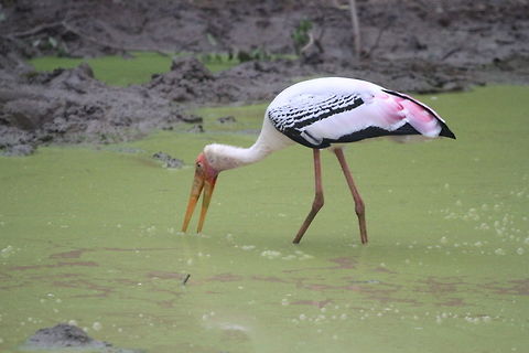 Painted Stork, Yala National Park, Sri Lanka  Animalia,Aves,Birds,Mycteria leucocephala,Painted Stork,Sri Lanka,animal,animals,bird