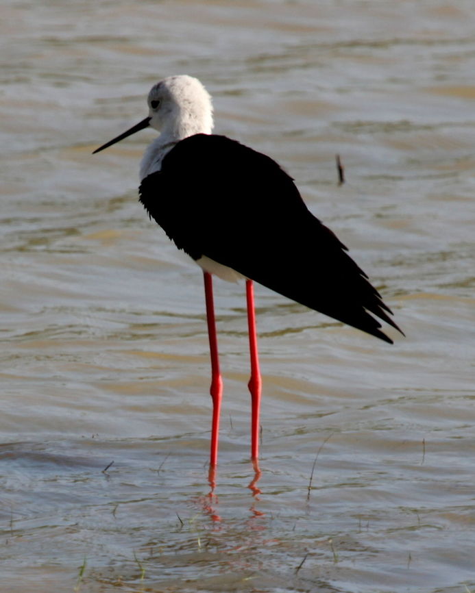 Black Winged Stilt, Thissamaharama, Sri Lanka  Animalia,Aves,Birds,Black-winged stilt,Himantopus himantopus,Sri Lanka,animal,animals,bird