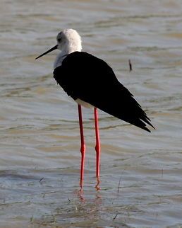 Black Winged Stilt, Thissamaharama, Sri Lanka  Animalia,Aves,Birds,Black-winged stilt,Himantopus himantopus,Sri Lanka,animal,animals,bird