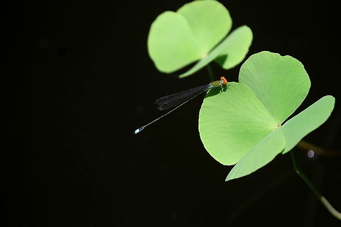 Sri Lanka Orange-faced Sprite, Tissamaharama, Sri Lanka  Dragonfly,Insects,Pseudagrion rubriceps,Saffron-faced blue dart,Sri Lanka,animal,animals,dragonflies,insect