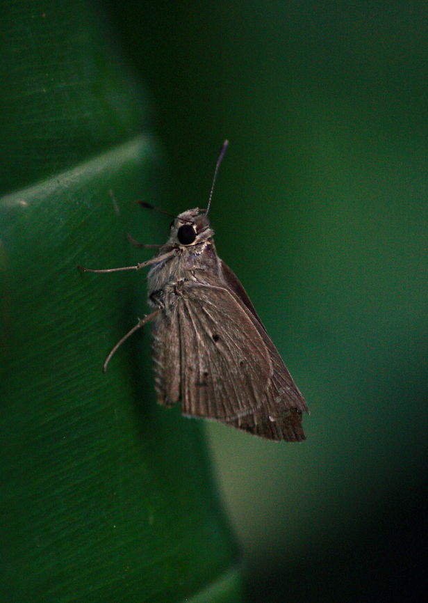 Palm Bob, Ratmalana, Sri Lanka  Animalia,Arthropoda,Insects,Palm Bob,Sri Lanka,Suastus gremius,animal,animals,insect