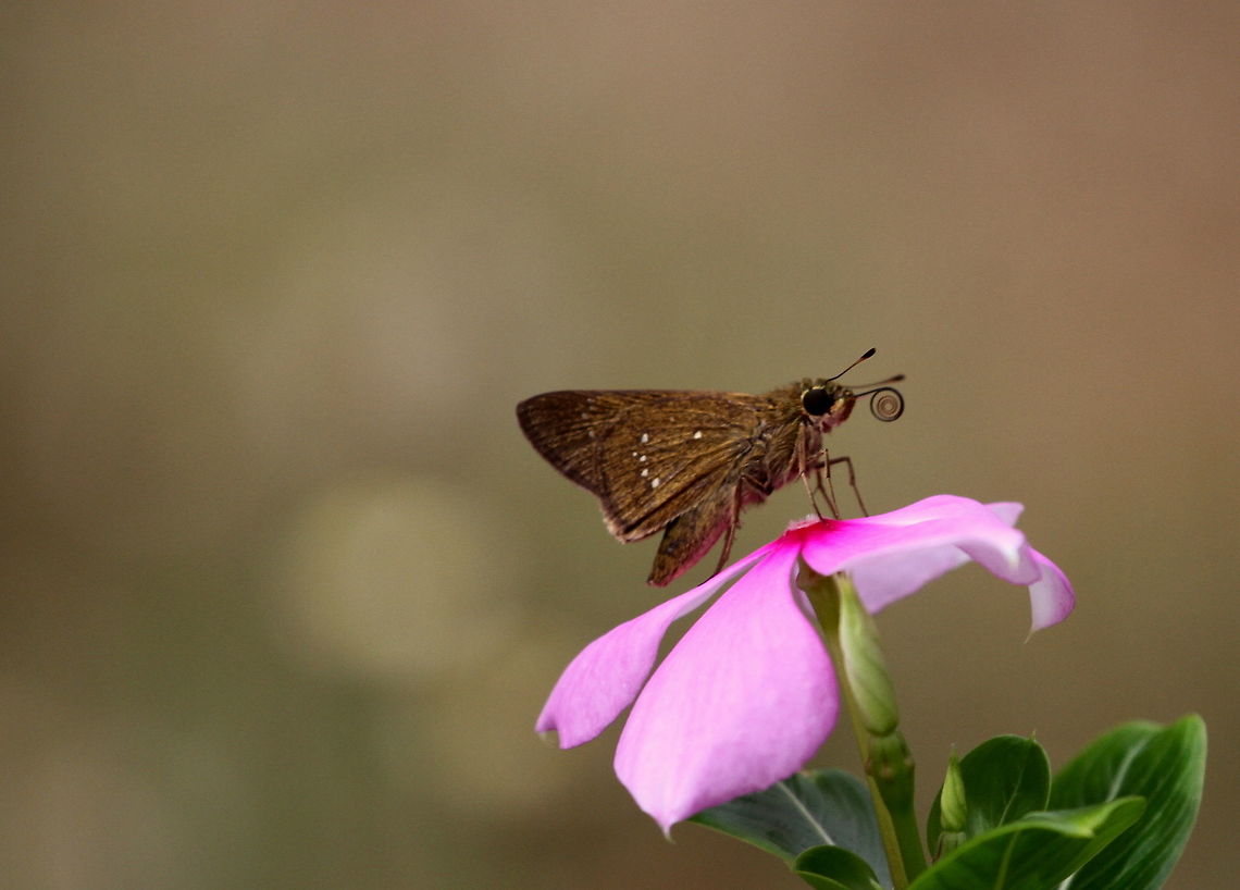 Dark Banded Swift, Tissamaharama, Sri Lanka  Dark branded swift,Insects,Pelopidas agna,Sri Lanka,animal,animalia,insect
