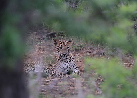 Sri Lankan Leopard, Yala National Park, Sri Lanka  Leopard,Mammals,Panthera pardus kotiya,Sri Lanka,Sri Lankan Leopard,animal,animals,mammal