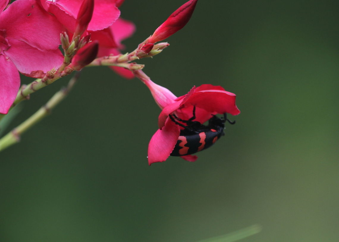 Mylabris pustulata, Tissamaharama, Sri Lanka  Insects,Mylabris pustulata,Sri Lanka,animal,animals,insect