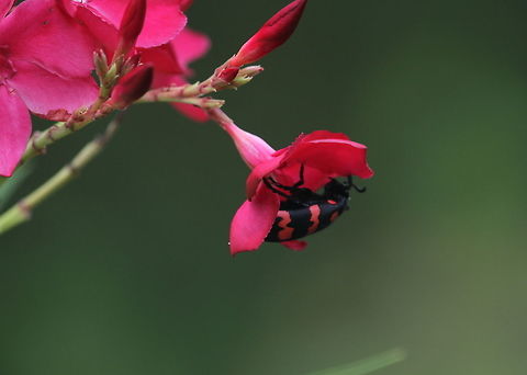 Mylabris pustulata, Tissamaharama, Sri Lanka  Insects,Mylabris pustulata,Sri Lanka,animal,animals,insect