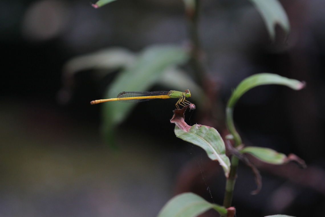 Yellow Waxtail, Thissamaharama, Sri Lanka  Animalia,Ceriagrion coromandelianum,Dragonfly,Insects,Sri Lanka,Yellow waxtail,animal,animals,dragonflies,insect