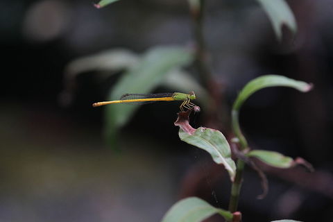 Yellow Waxtail, Thissamaharama, Sri Lanka  Animalia,Ceriagrion coromandelianum,Dragonfly,Insects,Sri Lanka,Yellow waxtail,animal,animals,dragonflies,insect