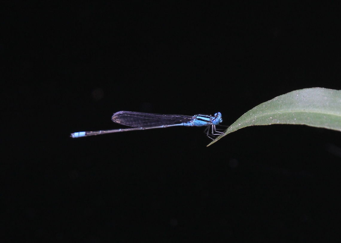 Blue Sprite, Tissamaharama, Sri Lanka  Blue Riverdamsel,Dragonfly,Insects,Pseudagrion microcephalum,Sri Lanka,animal,animalia,animals,dragonflies,insect