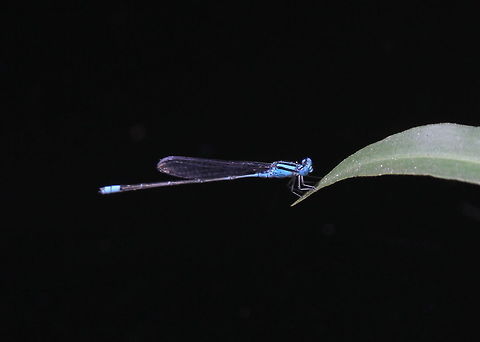 Blue Sprite, Tissamaharama, Sri Lanka  Blue Riverdamsel,Dragonfly,Insects,Pseudagrion microcephalum,Sri Lanka,animal,animalia,animals,dragonflies,insect