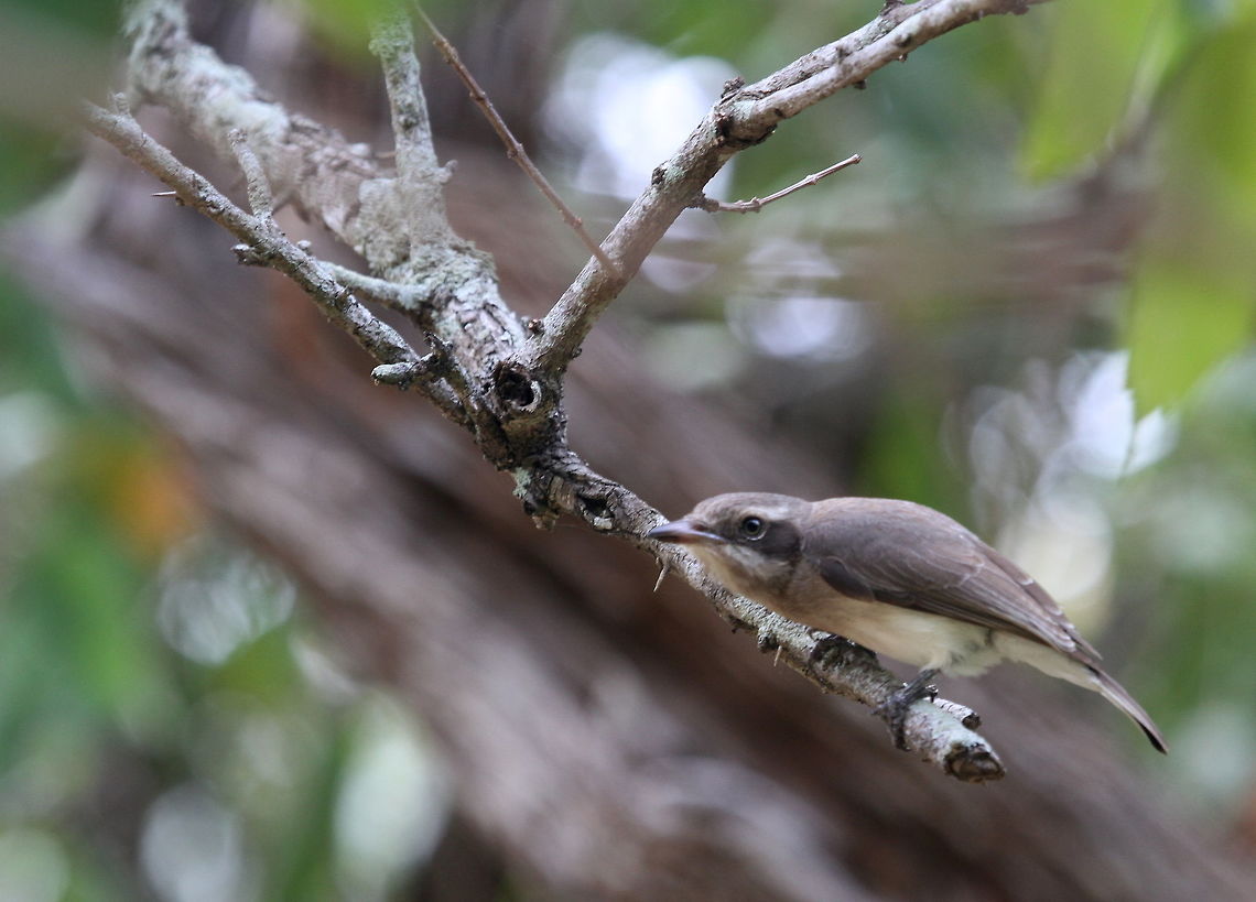 Sri Lanka Woodshrike, Tissamaharama, Sri Lanka  Animalia,Birds,Common woodshrike,Sri Lanka woodshrike,Tephrodornis affinis,Tephrodornis pondicerianus,animal,animals,bird,sri