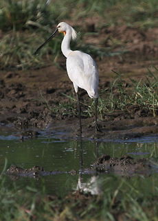 Eurasian Spoonbill, Tissamaharama, Sri Lanka  Animalia,Aves,Birds,Eurasian Spoonbill,Platalea leucorodia,Sri Lanka,animal,animals