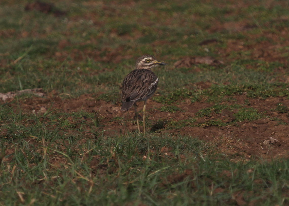 Eurasian Thick-knee, Tissamaharama, Sri Lanka  Animalia,Aves,Birds,Burhinus oedicnemus,Eurasian stone-curlew,animal,animals,bird,sri