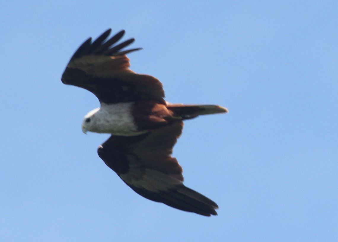 Brahminy Kite, Tissamaharama, Sri Lanka  Animalia,Aves,Birds,Brahminy Kite,Haliastur indus,animal,animals,bird,sri