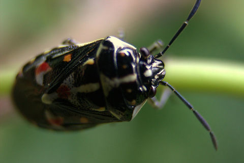 Stenozygum coloratum, Anavilundave, Sri Lanka  Animalia,Heteroptera,Insects,Pentatomidae,Pentatominae,Sri Lanka,Stenozygum,Strachiini,animal,animals,insect