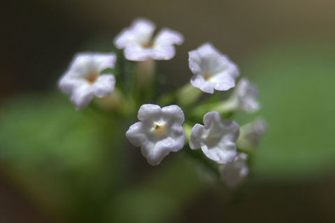 Indian Turnsole, Ratmalana, Sri Lanka  Flowers,Heliotropium indicum,Plants,Sri Lanka,flower,heliotropium indicum,plant