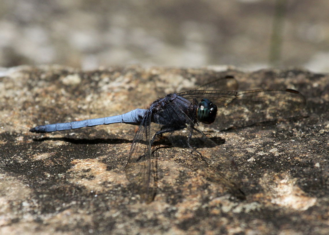Asian Skimmer, Haputale, Sri Lanka  Dragonfly,Insects,Orthetrum glaucum,Sri Lanka,animal,animals,asian skimmer,dragonflies,insect