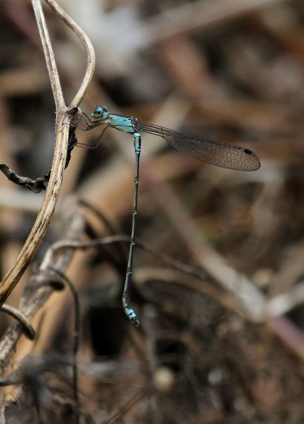 Indolestes gracilis gracilis, Haputale, Sri Lanka  Indolestes gracilis,Insects,Mountain Reedling,Sri Lanka,animal,animals,damselfly,insect
