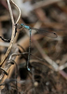 Indolestes gracilis gracilis, Haputale, Sri Lanka  Indolestes gracilis,Insects,Mountain Reedling,Sri Lanka,animal,animals,damselfly,insect