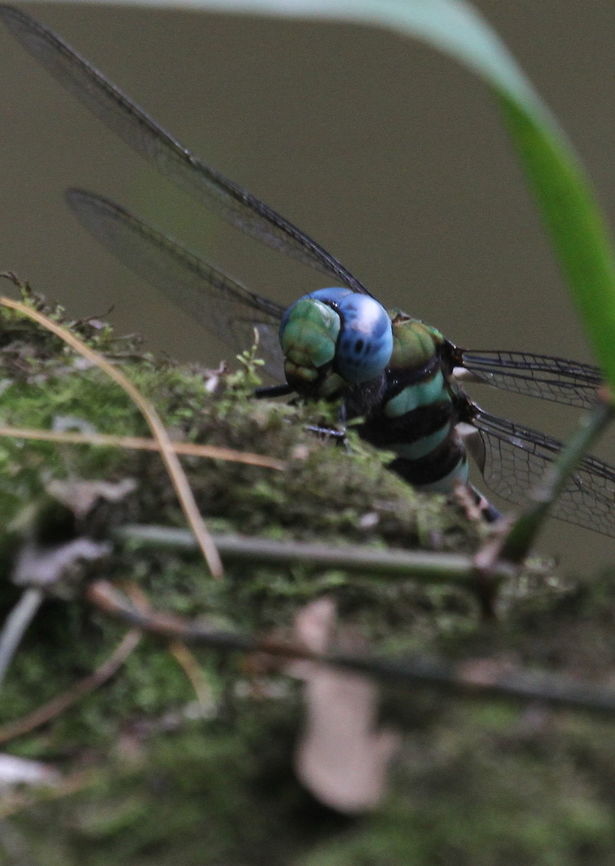 The Fiery Emperor, Haputale, Sri Lanka  Anax immaculifrons,Dragonfly,Fiery Emperor,Insects,Magnificent emperor,animal,animals,dragonflies,insect,sri