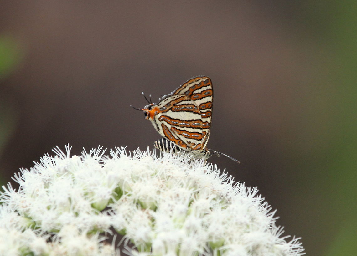 The Plumbeous Silverline, Haputale, Sri Lanka  Aphnaeus schistacea,Butterfly,Insects,Plumbeous Silverline,Sri Lanka,animal,animals,butterflies,insect