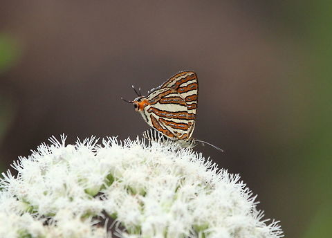 The Plumbeous Silverline, Haputale, Sri Lanka  Aphnaeus schistacea,Butterfly,Insects,Plumbeous Silverline,Sri Lanka,animal,animals,butterflies,insect