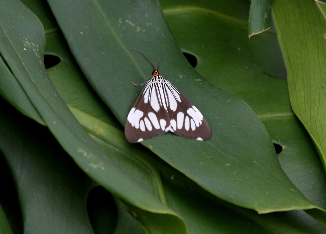 White Tiger Moth, Haputale, Sri Lanka  Insects,Moth,Nyctemera coleta,White tiger moth,animal,animals,insect,moths