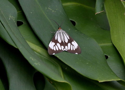 White Tiger Moth, Haputale, Sri Lanka  Insects,Moth,Nyctemera coleta,White tiger moth,animal,animals,insect,moths