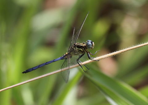 The Marsh Skimmer, Haputale, Sri Lanka  Dragonfly,Insects,Marsh Skimmer,Orthetrum luzonicum,Sri Lanka,animal,animals,dragonflies,insect