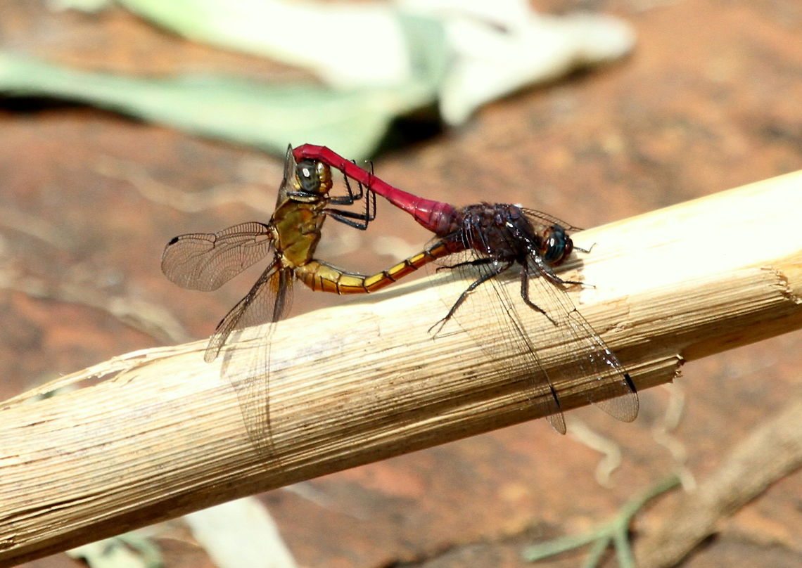 Orthetrum pruinosum neglectum, Thotaolagala, Sri Lanka  Crimson-tailed Marsh Hawk,Dragonfly,Insects,Orthetrum pruinosum,Orthetrum pruinosum neglectum,animal,animals,dragonflies,insect,sri
