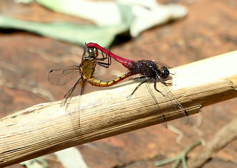 Orthetrum pruinosum neglectum, Thotaolagala, Sri Lanka  Crimson-tailed Marsh Hawk,Dragonfly,Insects,Orthetrum pruinosum,Orthetrum pruinosum neglectum,animal,animals,dragonflies,insect,sri