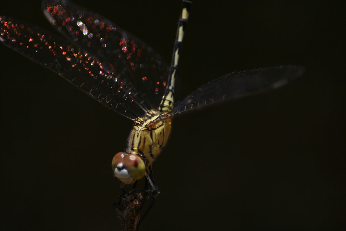 Blue Percher, Horana, Sri Lanka  Blue Percher,Diplacodes trivialis,Dragonfly,Insects,animal,animals,dragonflies,insect,sri