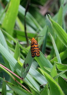 Nepita conferta, Haputale, Sri Lanka  Insects,Moth,Nepita,Nepita conferta,Sri Lanka,animal,animals,insect,moths