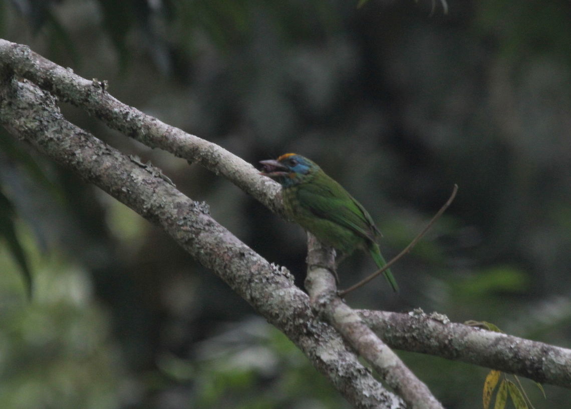 Yellow Fronted Barbet, Thotalagala, Sri Lanka  Birds,Psilopogon flavifrons,Yellow-fronted barbet,animal,animals,bird,sri