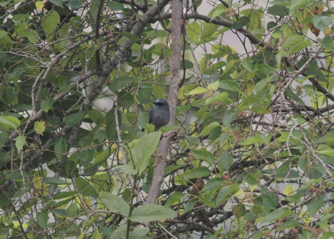 Dusky Blue Flycatcher, animal, animals, bird, birds, sri lanka  Dull-blue flycatcher,Eumyias sordida