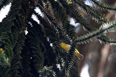 Sri Lankan White-eye, Thotalagala, Sri Lanka  Sri Lankan white-eye,Zosterops ceylonensis,animal,animals,bird,birds,sri lanka