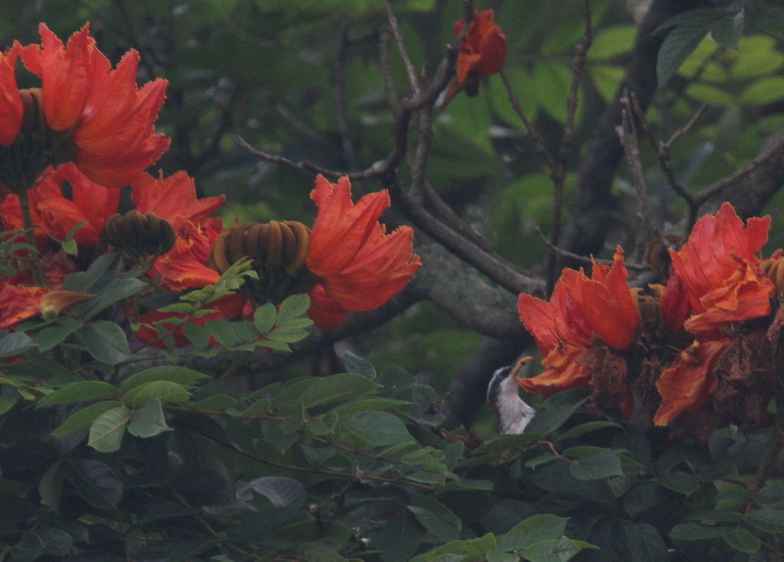 Indian Scimitar Babbler, Thotalagala, Sri Lanka  Birds,Indian scimitar babbler,Pomatorhinus horsfieldii,Sri Lanka,animal,animals,bird