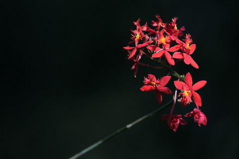 Epidendrum radicans, Thotalagala, Sri Lanka  Epidendrum radicans,Flowers,Plants,Sri Lanka,flower,plant