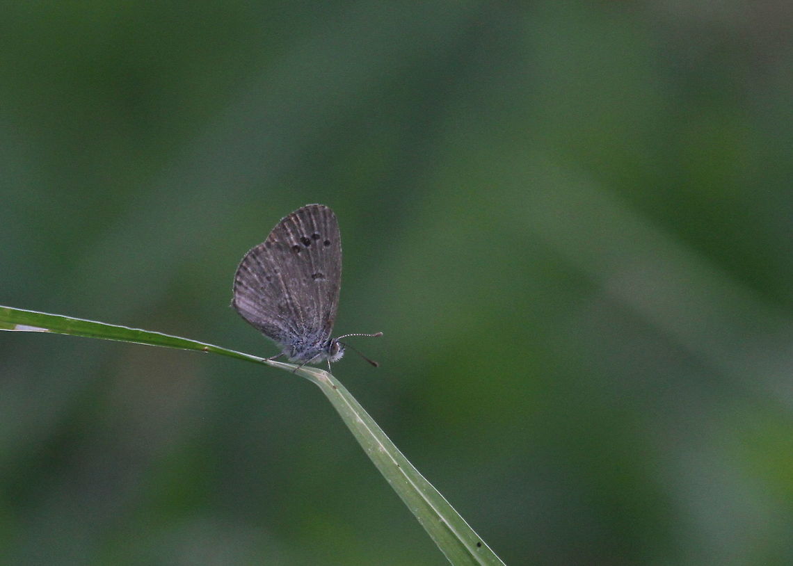 Lesser Grass Blue, Thotalagala, Sri Lanka  Butterfly,Insects,Lesser grass blue,Sri Lanka,Zizina otis,animal,animals,butterflies,insect