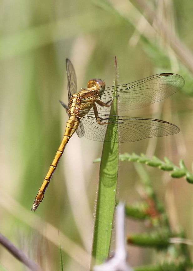 Marsh Skimmer, Thotalagala, Sri Lanka  Orthetrum luzonicum, female. Dragonfly,Insects,Marsh Skimmer,Orthetrum luzonicum,Sri Lanka,animal,animals,dragonflies,insect