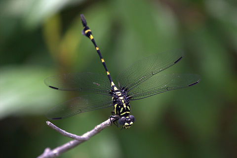 Rapacious Flangetail, Battaramulla, Sri Lanka  Dragonfly,Ictinogomphus rapax,Insects,Rapacious Flangetail,animal,animals,dragonflies,insect