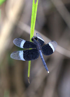 Pied Parasol, Battaramulla, Sri Lanka  Dragonfly,Insects,Neurothemis tullia,Pied Paddy Skimmer,Sri Lanka,animal,animals,dragonflies,insect