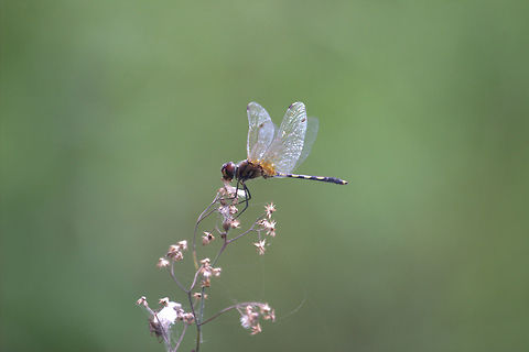 Dancing Dropwing, Battaramulla, Sri Lanka  Dragonfly,Insects,Long Legged Marsh Glider,Sri Lanka,Trithemis pallidinervis,animal,animals,dragonflies