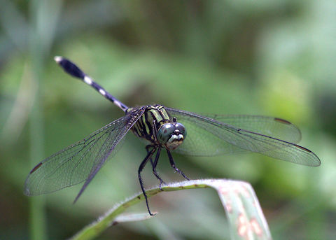 Green Skimmer, Battaramulla, Sri Lanka  Dragonfly,Green Skimmer,Insects,Orthetrum sabina,Sri Lanka,animal,animals,dragonflies,insect