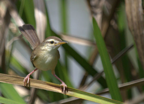 Clamorous Reed Warbler  Acrocephalus stentoreus,Clamorous reed warbler,animal,animals,bird,birds,sri lanka